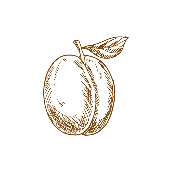 Croquis Frais Juteux Fruits Prune Isolé Sur Fond Blanc — Image vectorielle