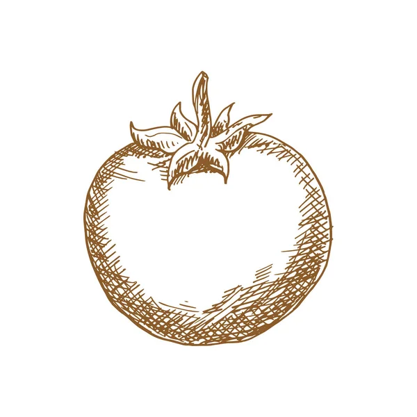 Tomato Isolated Sketch Icon Vector Berry Vegetable Tomato — Stok Vektör
