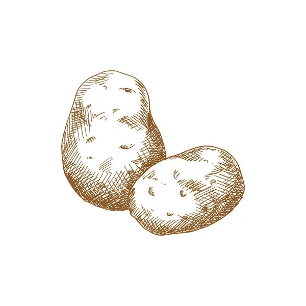 Old Potato Isolated Vegetable Sketch Vector Vegetarian Food Tuber Uncooked — Image vectorielle