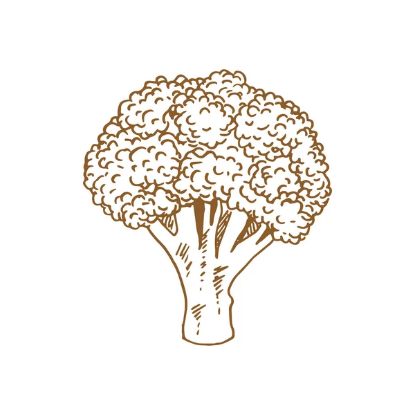 Broccoli Isolated Monochrome Sketch Vector Raw Vegetable Vegetarian Greens Organic — 图库矢量图片