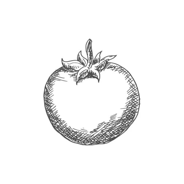 Tomato Isolated Sketch Icon Vector Berry Vegetable Tomato — Stockvektor