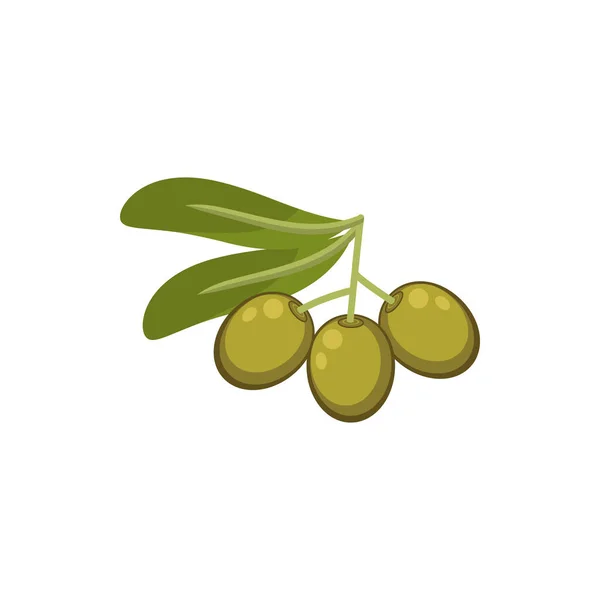 Olives Twig Leaves Green Ripe Berries Isolated Vector Mediterranean Cuisine — Vetor de Stock