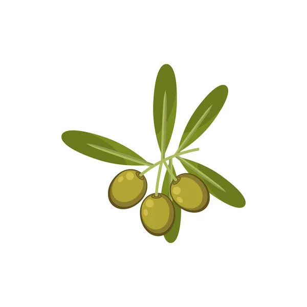 Ripe Olives Fruits Olive Oil Ingredients Isolated Vector Twig Green — Vector de stock