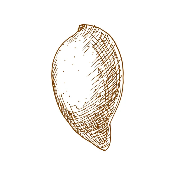 Mango Tropical Fruit Sketch Vector Isolated Organic Whole Exotic Mango — ストックベクタ