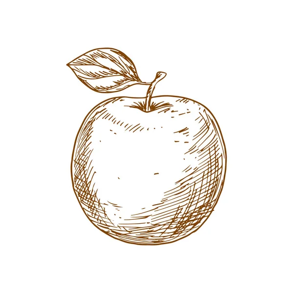 Apfelfruchtvektor Isolierte Skizze Bio Natürliche Apfelfrüchte Mit Blatt — Stockvektor