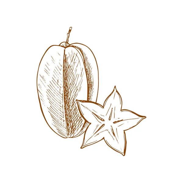 Starfruit Isolated Carambola Sketch Vector Star Shape Slice Exotic Tropical — Vettoriale Stock