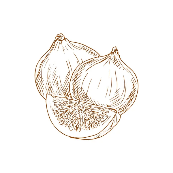 Figs Whole Cut Isolated Sketch Vector Monochrome Exotic Common Fig - Stok Vektor