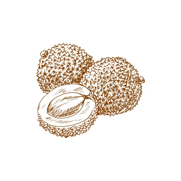 Lychee Isolated Tropical Fruit Sketch Whole Half Vector Litchi Exotic — Stock vektor