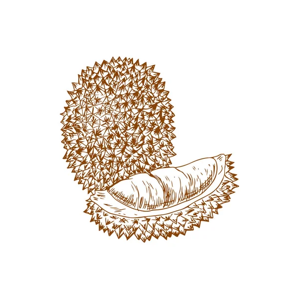 Durian Tropical Fruit Whole Cut Isolated Sketch Vector Exotic Dessert — Vetor de Stock
