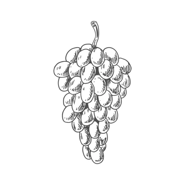 Grapes Fruit Sketch Vector Isolated Organic Natural Farm Fruits Grapes — Stock vektor