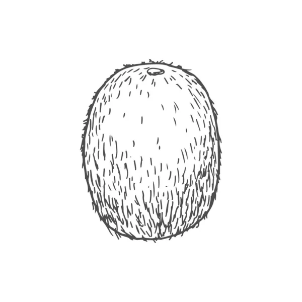 Kiwi Tropical Fruit Sketch Vector Isolated Organic Whole Exotic Kiwi — Stock Vector