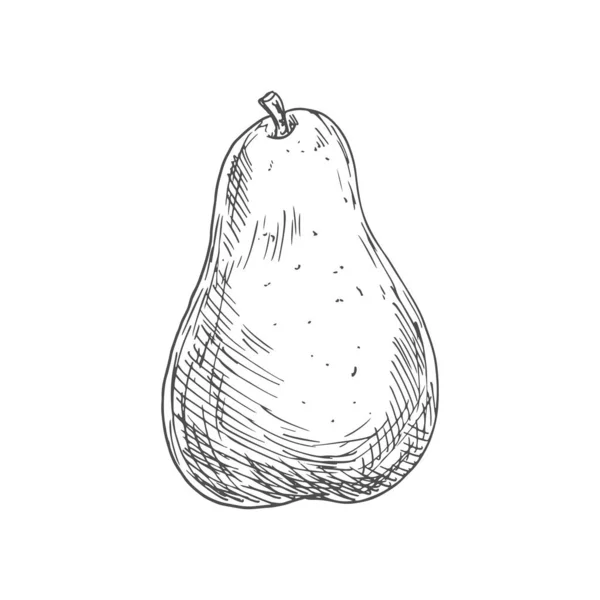 Pear Sketch Vector Isolated Fruit Natural Healthy Farm Pear Fruit — 스톡 벡터