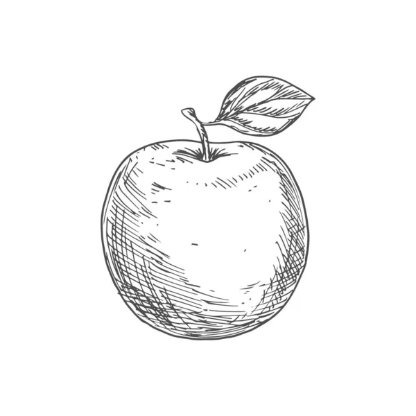 Jablečný Ovocný Vektor Izolovaný Náčrt Organické Přírodní Jablečné Ovoce Listem — Stockový vektor