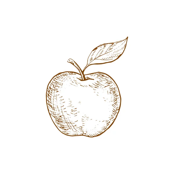 Jablečný Ovocný Vektor Izolovaný Náčrt Organické Přírodní Jablečné Ovoce Listem — Stockový vektor