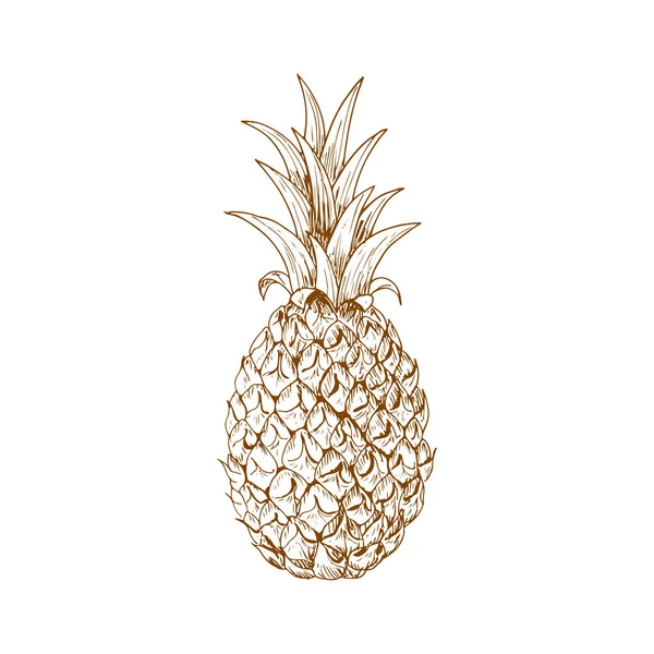 Ripe Pineapple Fruit Sketch Waxy Leaves Top Rough Scaly Peel — Wektor stockowy