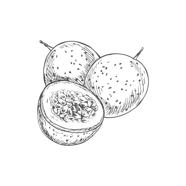 Maracuya Isolated Whole Cut Passion Fruit Sketch Vector Cross Section — Stock vektor