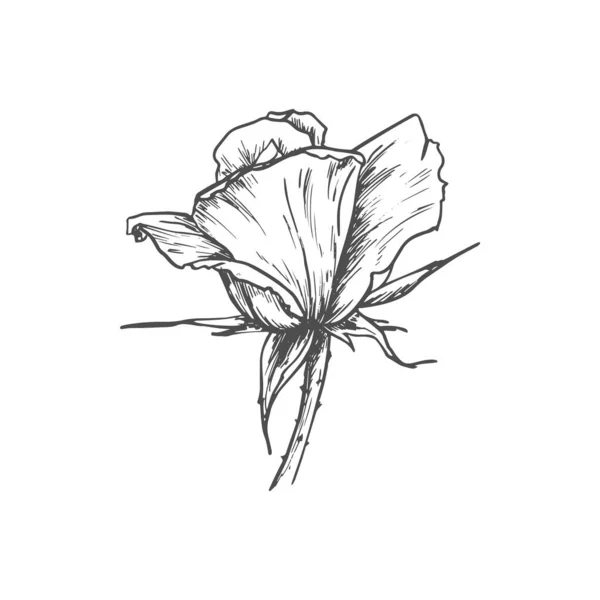 Bud Rose Flower Isolated Sketch Blossom Vector Floral Blooming Plant — Vetor de Stock