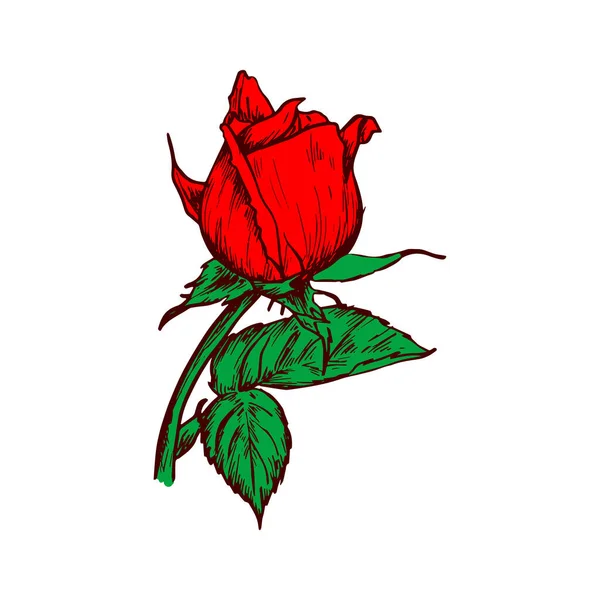 Blooming Bud Rose Flower Isolated Sketch Vector Blooming Bud Floral — Stockvektor