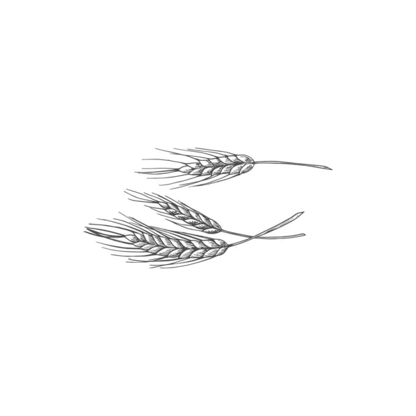 Bread Spicas Isolated Ears Wheat Sketch Vector Unripe Spikes Rye — Stok Vektör