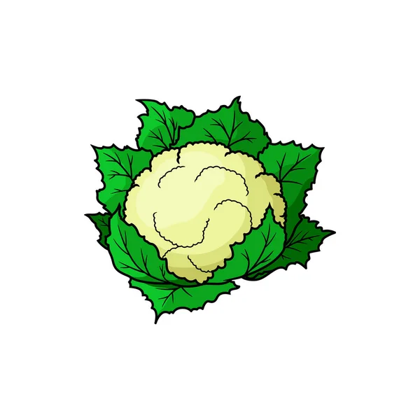 Brassica Isolated Cauliflower Cabbage Vector Vegetable Food White Cauliflower Head — Stok Vektör