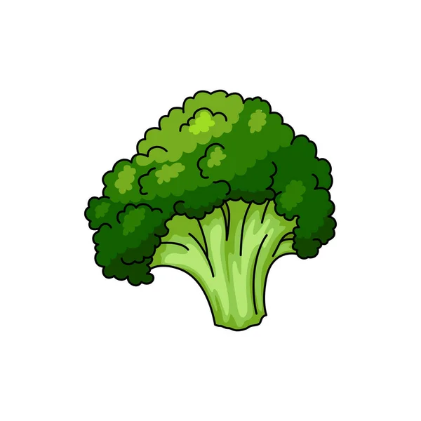 Stem Broccoli Isolated Organic Vegetarian Food Vector Organic Raw Vegetable — Stock Vector