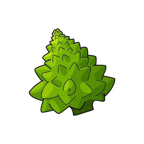 Green Romanesco Cauliflower Isolated Roman Cauliflower Vector Broccolo Romanesque Edible — Image vectorielle