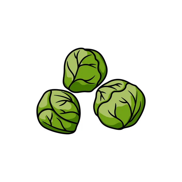 Brussels Sprouts Isolated Leaf Vegetable Edible Buds Vector Mini Cabbage — Stok Vektör