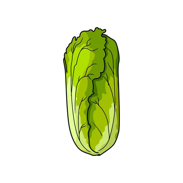 Napa Nappa Cabbage Romaine Lettuce Isolated Chinese Cabbage Vector Cos — Stockvektor