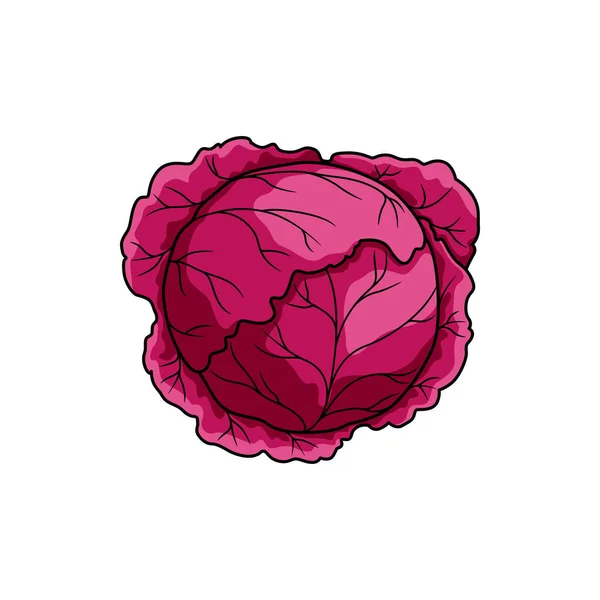 Purple Cabbage Red Kraut Isolated Leafy Vegetable Vector Headed Cabbage — Vettoriale Stock