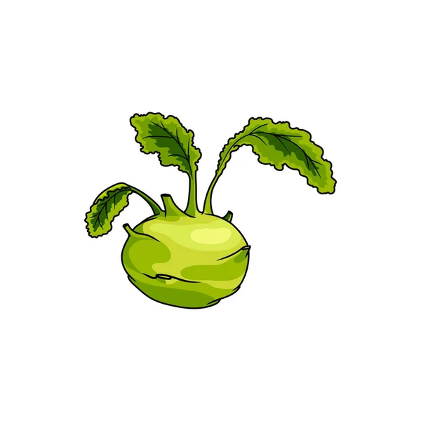 Kohlrabi Isolated Cabbage Turnip Shaped Edible Stem Vector Green Vegetable — Stok Vektör