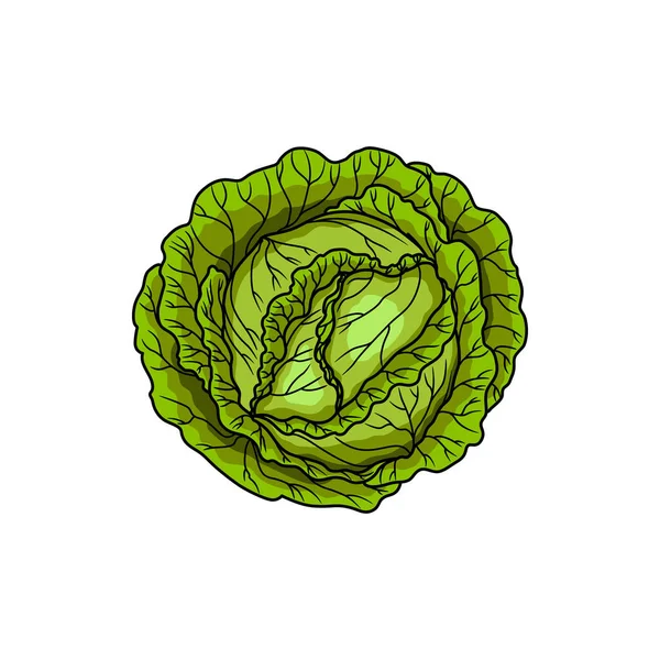 Cabbage Head Isolated Green Vegetable Raw Food Vector Headed Cabbage — ストックベクタ