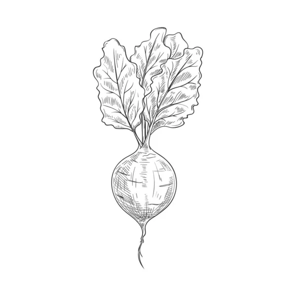 Изолированный Набросок Ингредиента Свеклы Векторные Овощи Монохромный Корень Свеклы — стоковый вектор