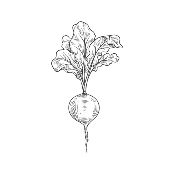 Croquis Vectoriel Légumes Radis Conception Botanique Raphanus Raphanistrum Racine Végétale — Image vectorielle
