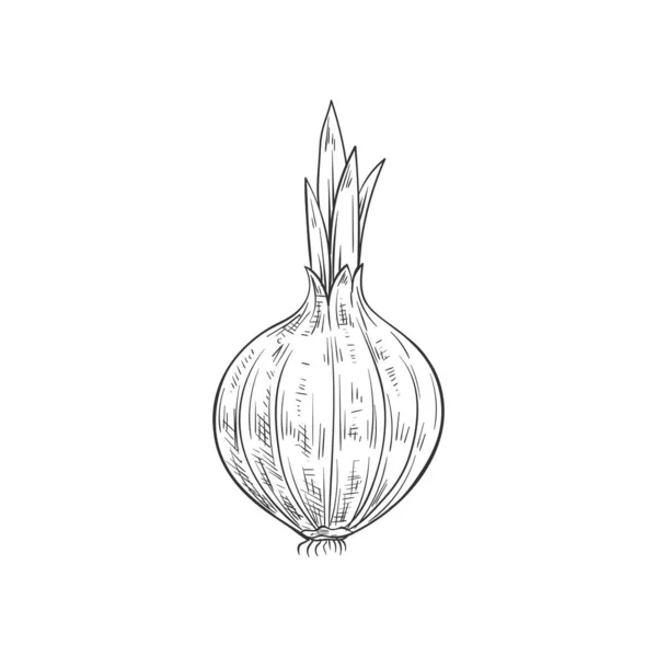 Onion Bulb Vector Isolated Sketch Vector Raw Vegetable Whole Root — Vector de stock