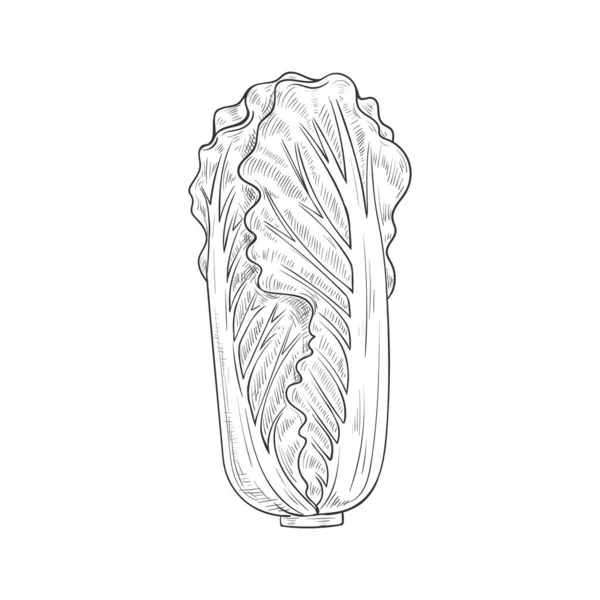 Isolated Sketch Chinese Cabbage Vector Vegetable — Archivo Imágenes Vectoriales