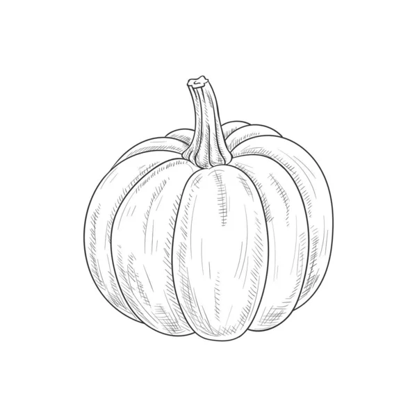 Squash Pumpkin Isolated Monochrome Vegetable Vector Vegetarian Pumpkin Food — Stockvektor