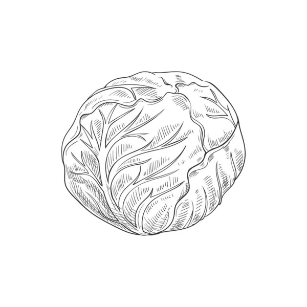 Cabbage Head Isolated Monochrome Sketch Vector Vegetable Healthy Organic Food — ストックベクタ