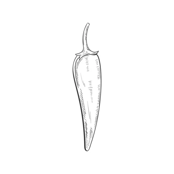 Chili Pepper Isolated Vegetable Sketch Vector Jalapeno Cayenne Spicy Vegetable —  Vetores de Stock