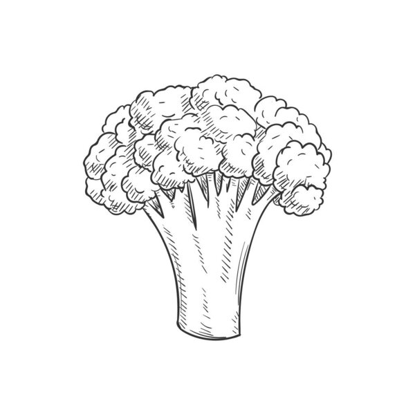 Broccoli isolated monochrome sketch. Vector raw vegetable, vegetarian greens, organic food