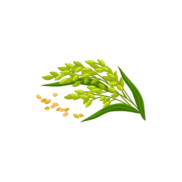 Green Oat Plant Seeds Isolated Organic Cereals Vector Rye Grains — Vector de stock
