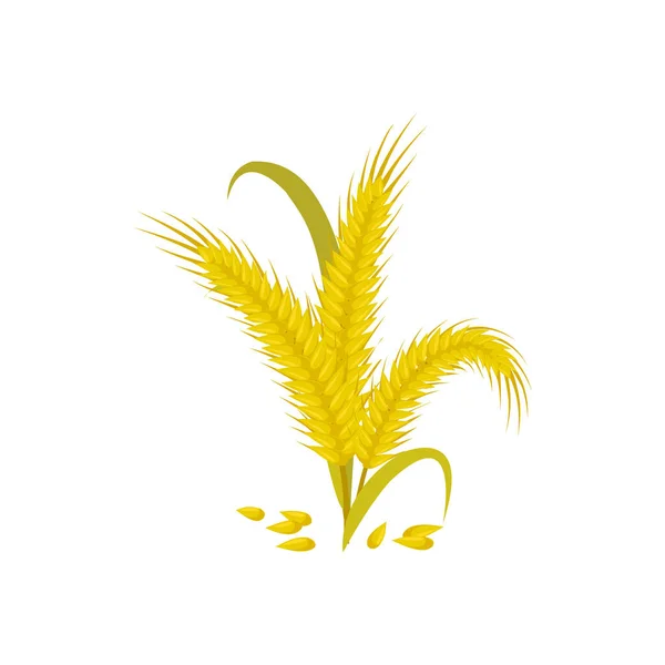 Уши Пшеницы Зерна Изолировали Золотую Шипу Векторная Пекарня Зерновые Продукты — стоковый вектор