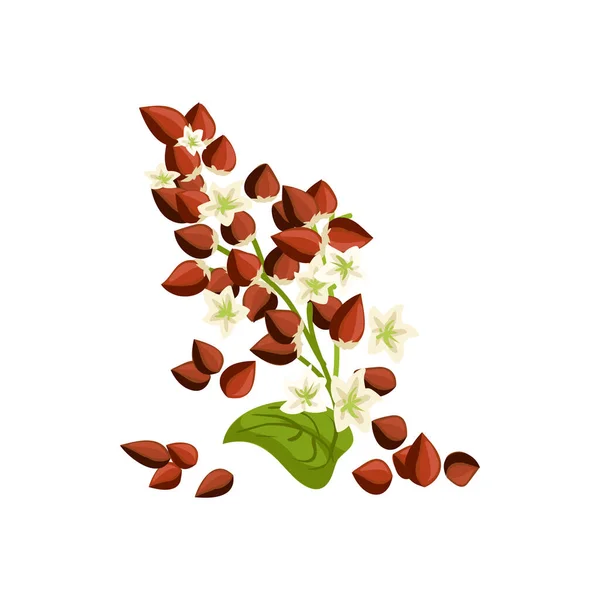 Buckwheat Plant Seeds Blossom Vector Agriculture Cultivation Cereal Crop Icon — ストックベクタ