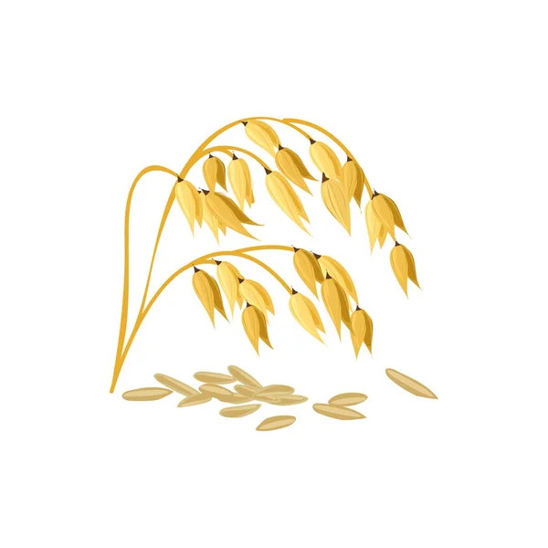 Paddy Rice Isolated Wheat Barley Vector Ears Malt Cereal Grains — Stockvektor