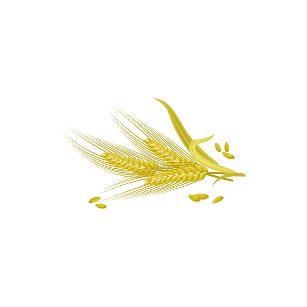 Rye Plant Seeds Isolated Ears Wheat Grains Vector Barley Spike — ストックベクタ