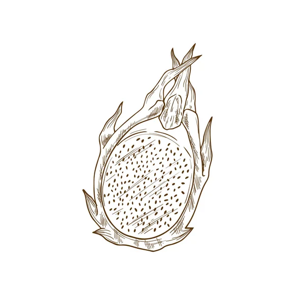 Dragon fruit pitaya isolated exotic pithaya whole and cut. Vector dragonfruit tropical food dessert