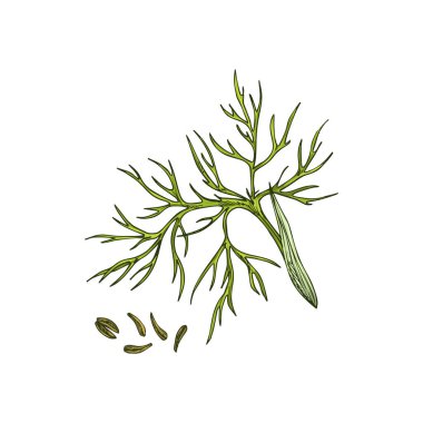 Green cumin branch and caraway seeds isolated culinary herb. Vector food seasoning, organic plant