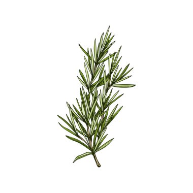 Rosemary evergreen Salvia rosmarinus isolated sketch. Vector perennial herb, culinary herb condiment