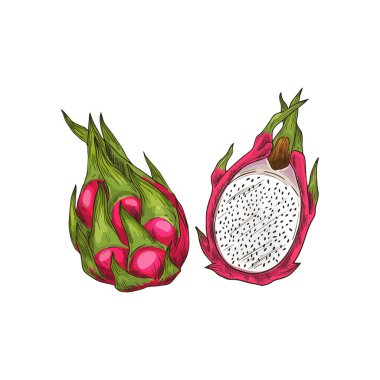 Dragon fruit pitaya whole and cut isolated sketch. Vector pithaya, exotic tropical dragonfruit dessert. Longitudinal section of ripe pitahaya, juicy tropical fruit, vegetarian food, grocery product
