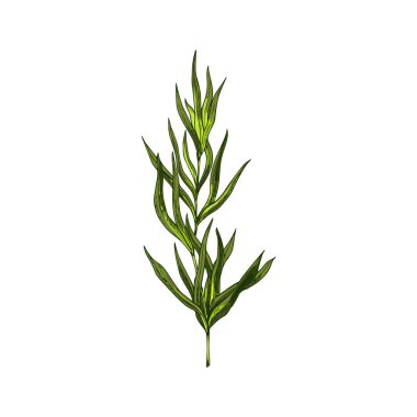 Green tarragon isolated estragon seasoning plant. Vector green cooking herb, food condiment, kitchen, culinary or medical greens. Artemisia dracunculus, essential perennial aromantic leaves on stem