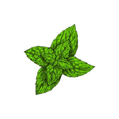 Green peppermint sketch isolated culinary herb. Vector hybrid mint, cross of watermint and spearmint. Fresh peppermint tea ingredient, hand drawn kitchen spice, flavoring organic evergreen plant